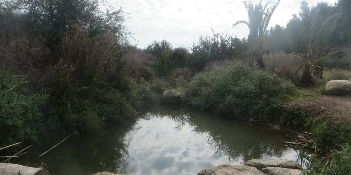 בריכת צאנן