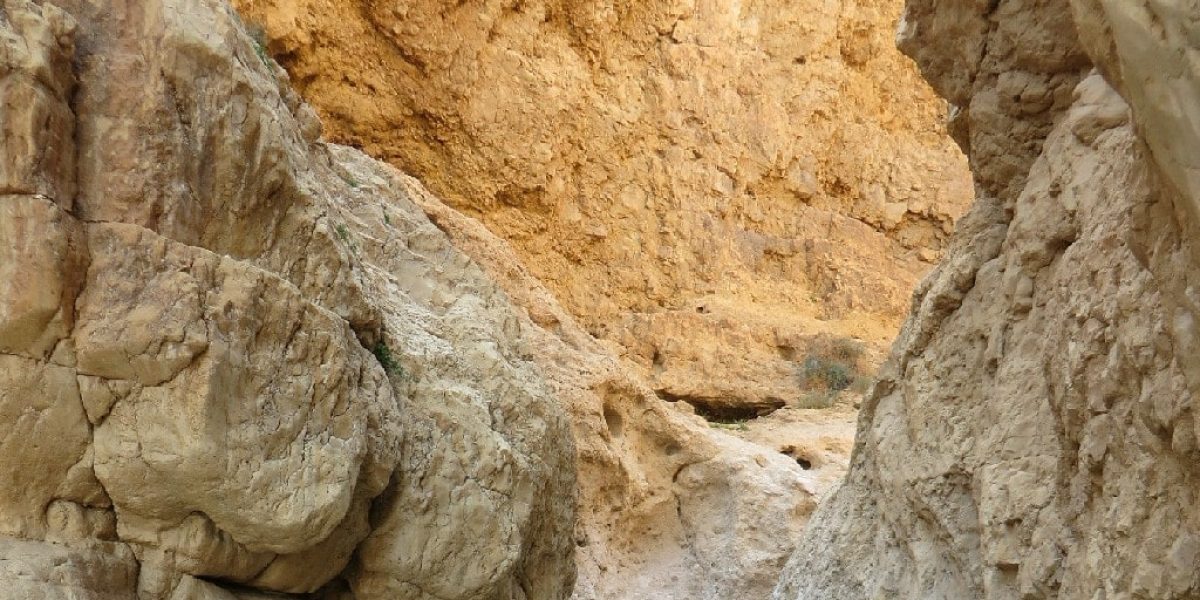בריכת צפירה