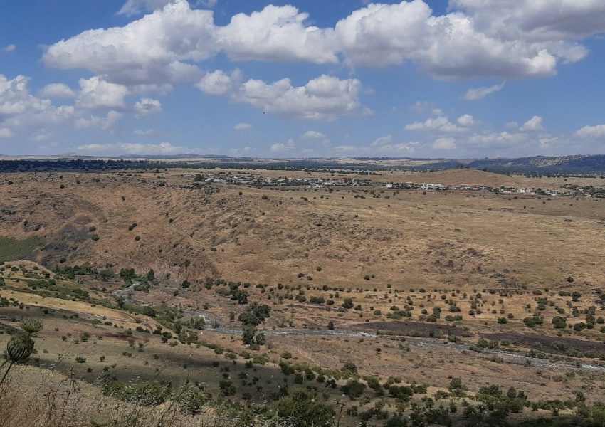 הירדן ההררי כרכום