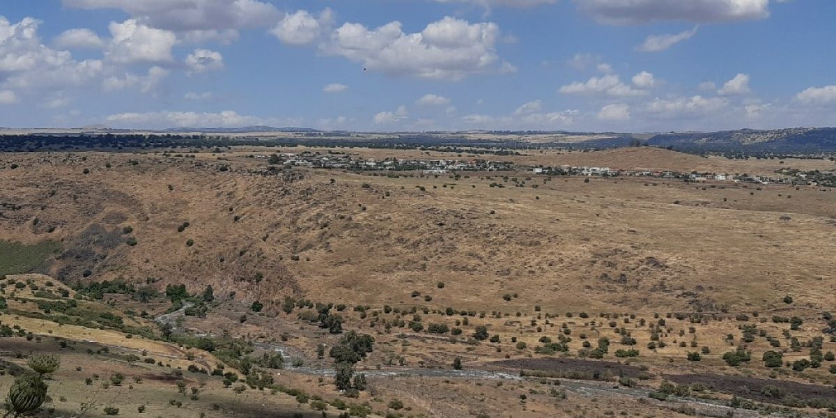 הירדן ההררי כרכום