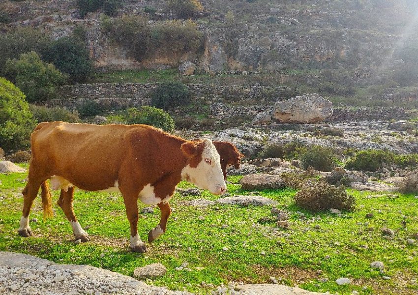 נחל קנה