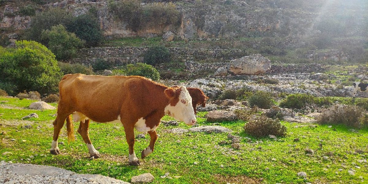 נחל קנה