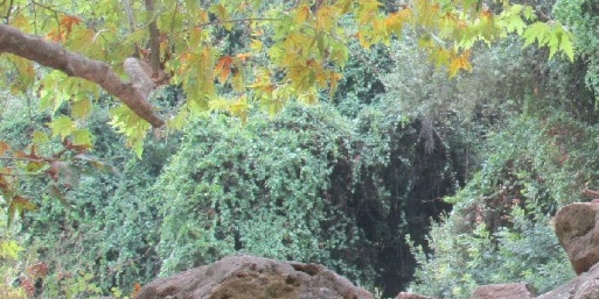 עין זיו