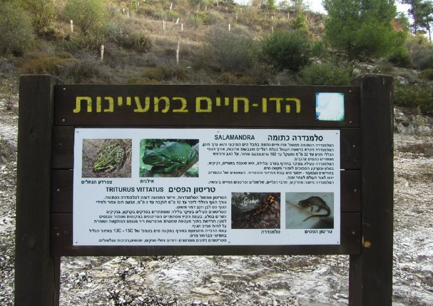 עין נבוריא
