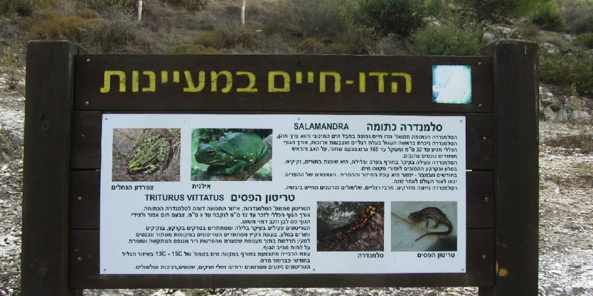 עין נבוריא