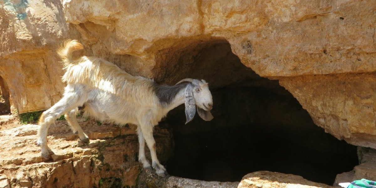 עין רשאש