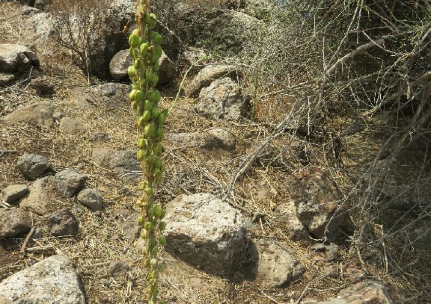 עין שוקו