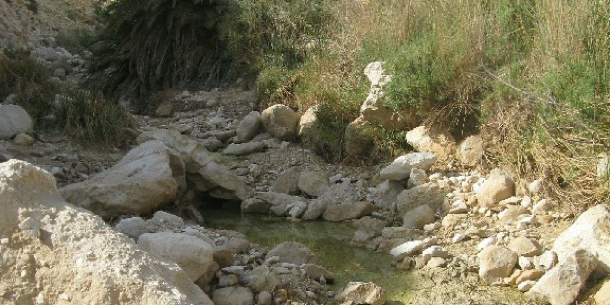 עין שרב