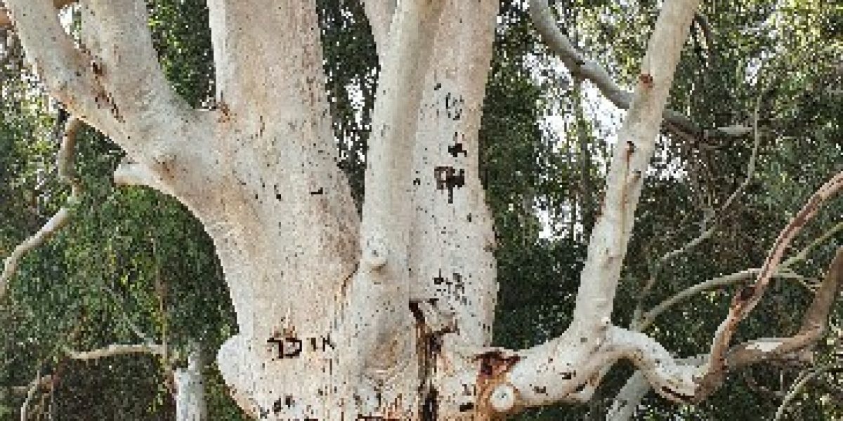 פארק העמקים